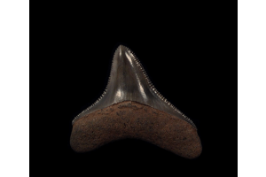 Tracing History—New Megalodon Tooth Found in Morocco and Its Global Significance