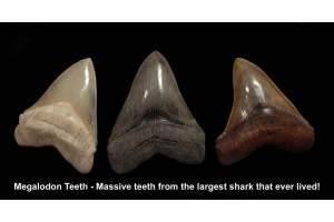 How Do We Understand Megalodon Through Its Teeth?