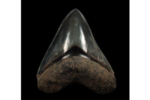 What Makes a Black Megalodon Tooth So Special?