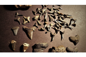Why Intact Root Matters When Collecting Fossil Shark Teeth