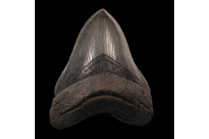 Why Otodus Megalodon Fossils Are Perfect Learning Tools for Aspiring Young Scientists