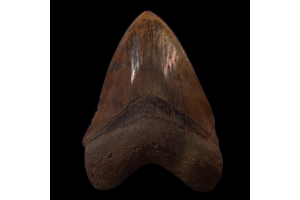 How Coastal Storms and Erosion Expose Hidden Megalodon Teeth in North Carolina