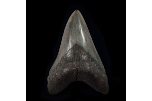 Where Can You Buy Authentic Megalodon Teeth Online? Explore Our Rare Fossil Selection