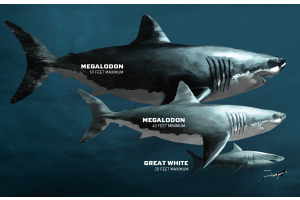 How Big Was the Megalodon Tooth, and Could It Be the Largest Ever Found in History?