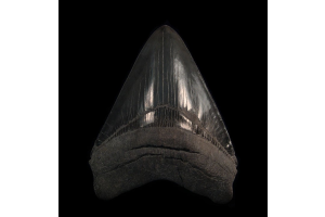 What Makes a Black Megalodon Tooth from Indonesia So Fascinating?