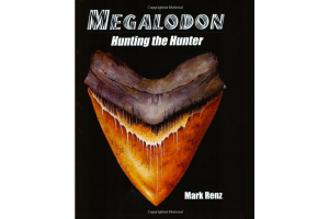 From Sand to Science—The Thrill of Megalodon Tooth Fossil Hunting