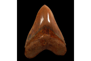 Can You Trust Local Indonesian Dealers for Authentic Meg Teeth?