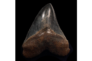 Why Aurora Megalodon Teeth from Lee Creek are Vanishing from Collector Markets?