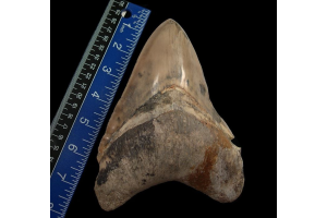 Why Megalodon Teeth Are Among the Most Desired Fossils in the World