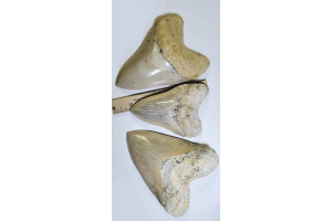 Real or Replica? How to Identify a Genuine Megalodon Tooth Fossil