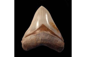 What Makes Otodus Megalodon Teeth from Indonesia So Distinctive