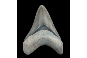 Which Fossils Hold Value Today? Start With Bone Valley Otodus Teeth