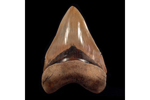 From Curiosity to Discovery—Why Real Megalodon Teeth Make the Perfect Learning Tool
