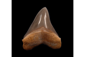 Why Is the Carcharocles Megalodon Tooth from Peru Considered a Collector’s Gem?