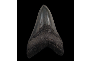 Why Some Megalodon Teeth Are Worth More Than Others