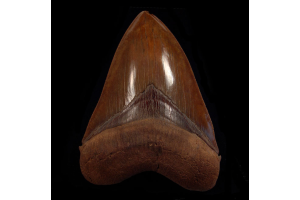 Why Serious Collectors Hunt Megalodon Tooth Finds in North Carolina?