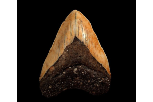 Why is the Carcharocles megalodon Tooth from New Caledonia considered a Rare Collector’s Treasure?