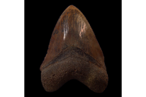 How To Tell a High-Grade Megalodon Tooth From North Carolina Apart?