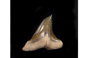 What Explains the Shape and Price Gaps in Snaggletooth Shark Teeth?