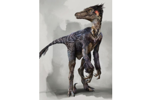 Why Velociraptor Claws Captivate Collectors and Paleontology Buffs