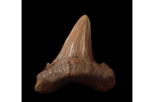 The Lost Giants of the Pisco Formation—Uncovering Peru Megalodon Tooth Fossils