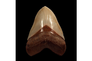What Does the Discovery of the Chile Megalodon Tooth Tell Us About the Prehistoric Ocean?