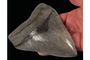 Frustrated by No Megalodon Tooth Drops in ARK? Here’s How to Spawn It