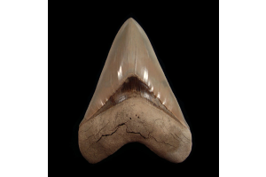 What Makes a Lee Creek Megalodon Tooth So Unique?