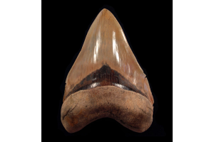 Why 8 Inch Megalodon Teeth Are Considered Museum-Grade Natural History Assets