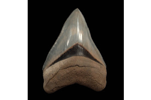 The Science Behind the Blue Crown—How Rare Lee Creek Megalodon Teeth Get Their Color