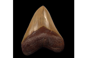 What Secrets Lurk Behind Morocco's Megalodon Teeth?