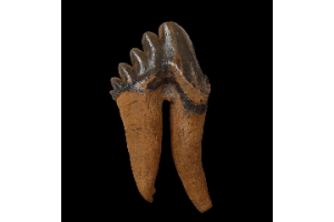 The Hidden Dangers Behind Recovering a Megalodon Tooth in Georgia Rivers