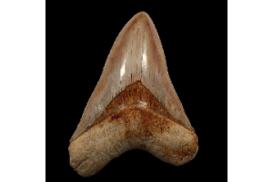 What Makes Megalodon Teeth in Florida Different From Other US Localities