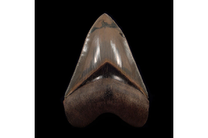 Why The Tooth of Aurora Megalodon Is Vanishing From Collectors' Hands?
