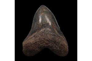 Where Can You Find a Real Megalodon Tooth Today?
