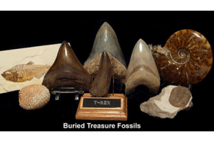How Rare Is a Real Megalodon Tooth and Should You Own One?