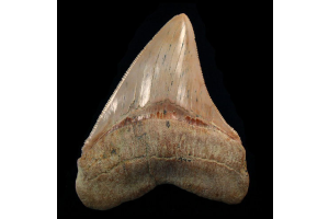 How to Tell If Your Megalodon Tooth Came from Sharktooth Hill