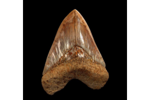 Why Florida Rivers Are a Fossil Hunter’s Dream for Megalodon Teeth