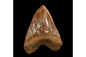 Biggest Megalodon tooth