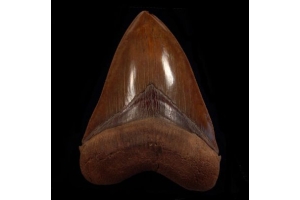 Copper-Red Megalodon Tooth Found in North Carolina: What Makes It Unique?