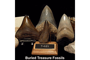 Genuine Fossil for Sale
