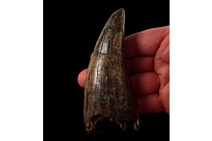 T_rex_tooth
