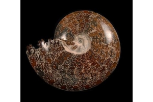 What Makes Madagascar Ammonites So Special? A Look at Their Unique Features