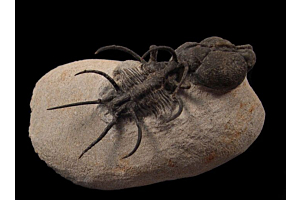 Trilobites for Sale