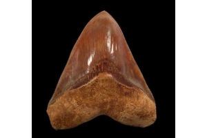 Discovering Rare Fossils: Your Guide To Megalodon Teeth