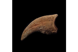 A True Rarity: Get Your Hands on a Real Raptor Claw Fossil