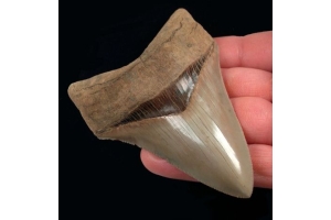 The Ultimate Guide to Finding Megalodon Teeth: Top Locations and Tips
