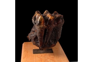 Excavating Ancient Giants: The Intriguing Legacy of Mastodon Teeth