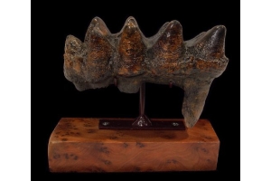 Unearthing History: Own a Piece of the Prehistoric World with a Mastodon Tooth Fossil