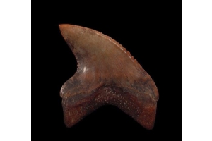 Shark Teeth and the Fossil Record: Unraveling the Mysteries of Past Ecosystems